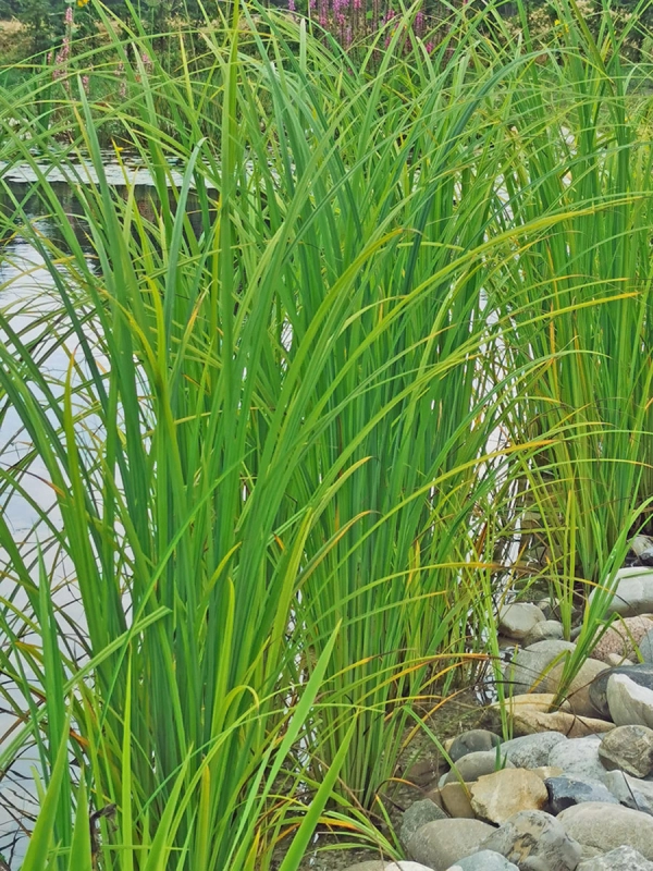 XXL Filter-Segge - Carex gracillis / acuta im zwei Liter Topf